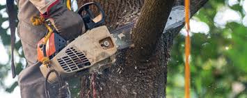 Best Lawn Maintenance Plans  in Henderson, TX