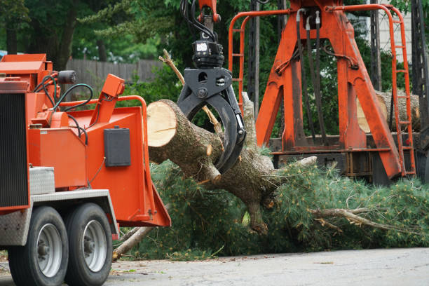 How Our Tree Care Process Works  in  Henderson, TX