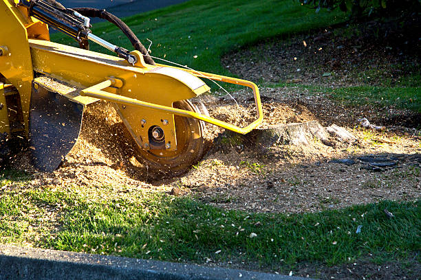 Best Tree Trimming and Pruning  in Henderson, TX